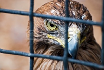 aquila-in-gabbia