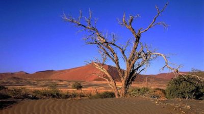 albero-spoglio