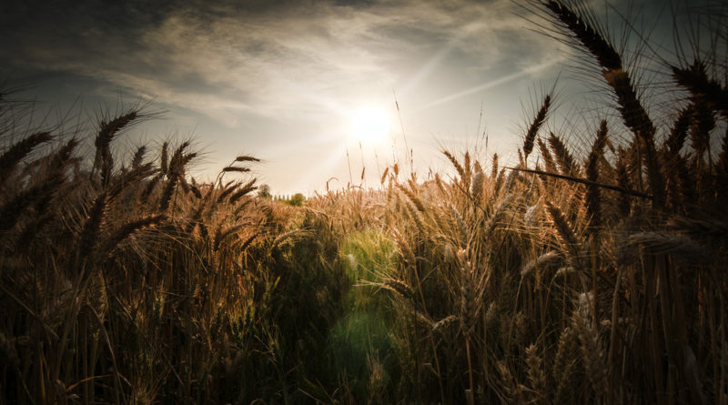 calore grano campo
