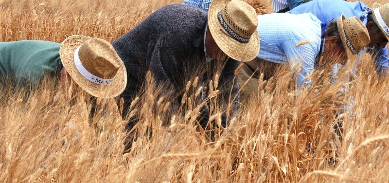 operai alla sua messe