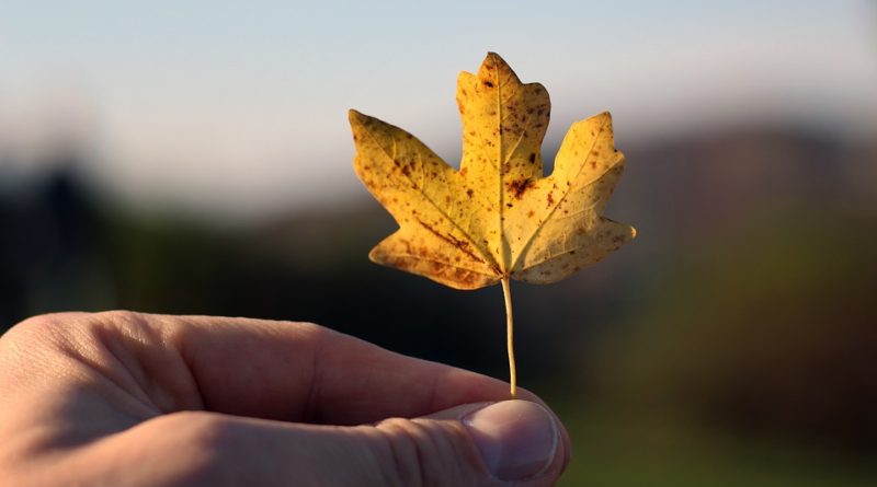 foglia in mano